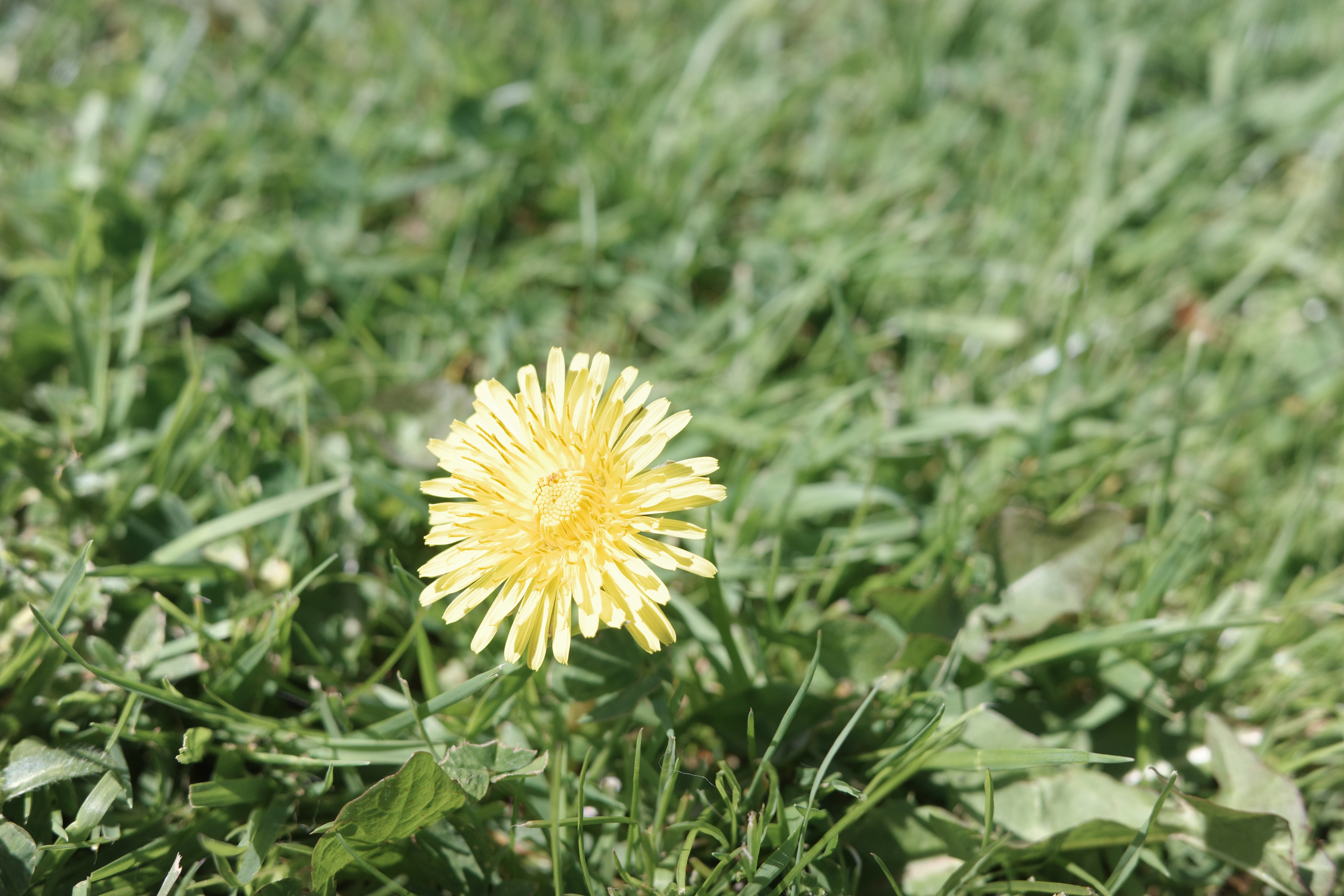 A dandelion before it turns white.