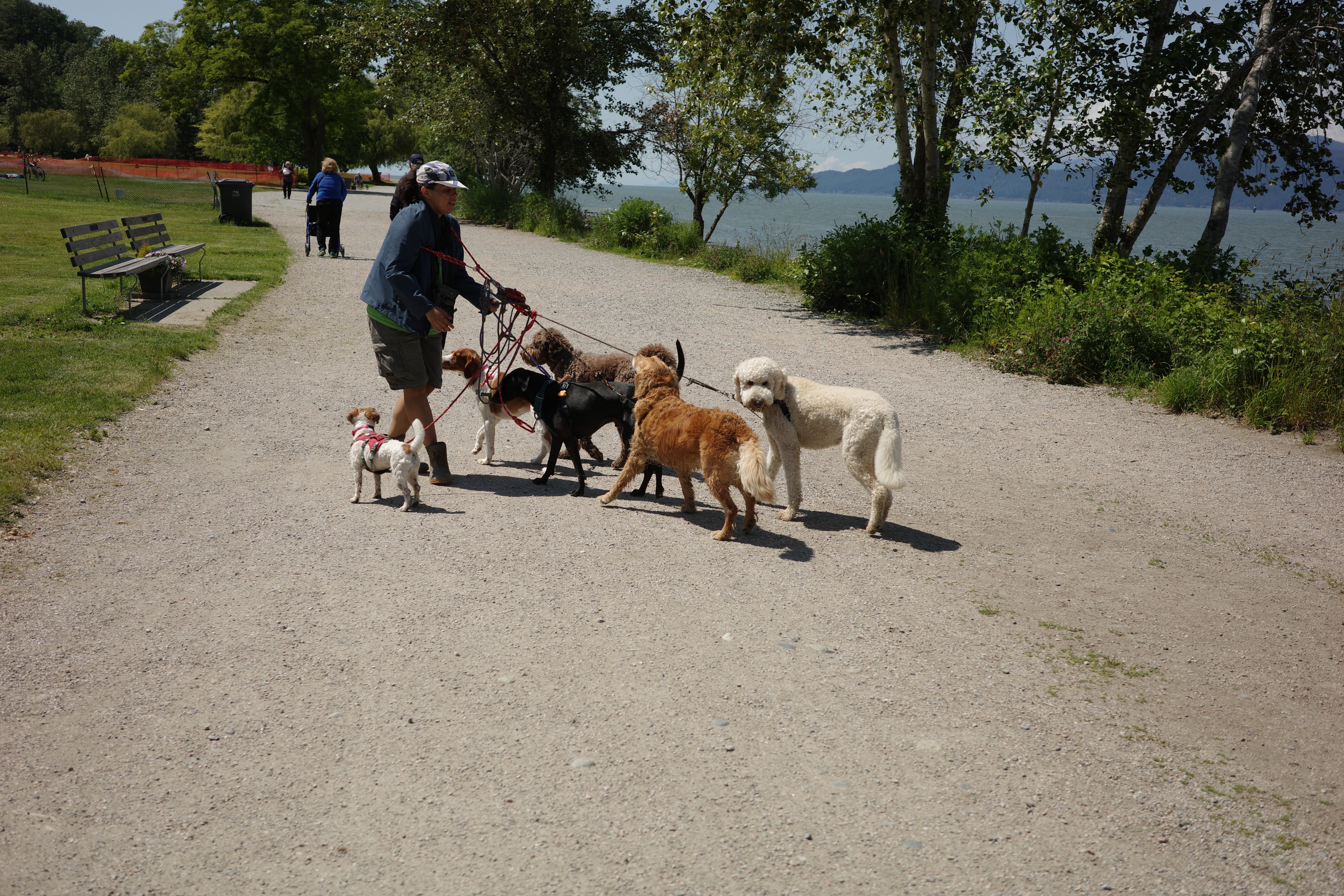dog walking is hard
